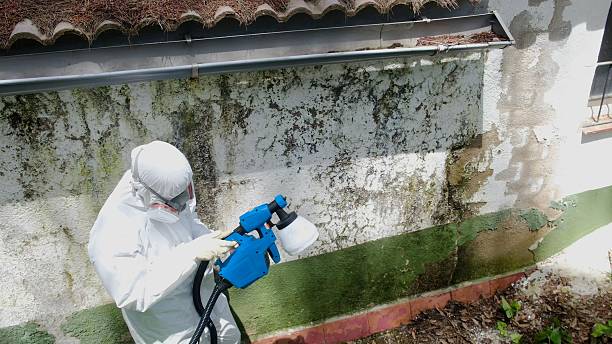 Top rated local Mold Remediation specialists in Vandalia, MI